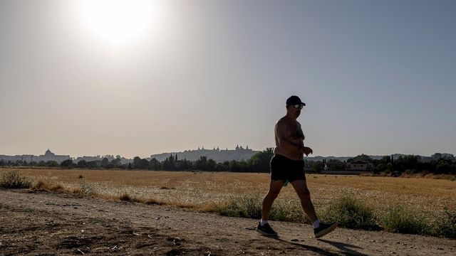 Se busca a la oveja más guapa de Castilla-La Mancha