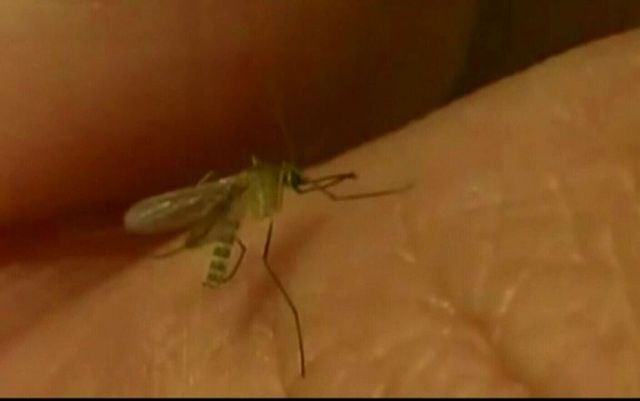 Care sunt simptomele infecției cu virusul West Nile. Persoanele care pot dezvolta forme foarte grave