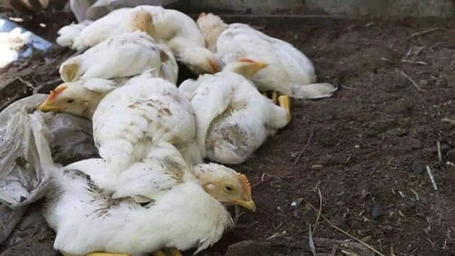 Bird Flu Outbreak: Govt Issues 10-Point Guide to Eating Eggs, Chicken Safely