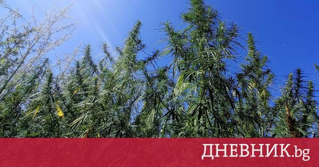 Син на прокурор от Бургас е задържан с 50 кг марихуана