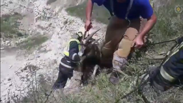 Două capre s-au prăbușit într-o carieră de piatră din Edineț