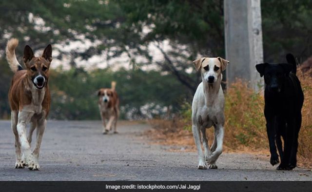 7-Year-Old Dies Of Rabies Despite Vaccine In Kerala, 3rd Case In Month