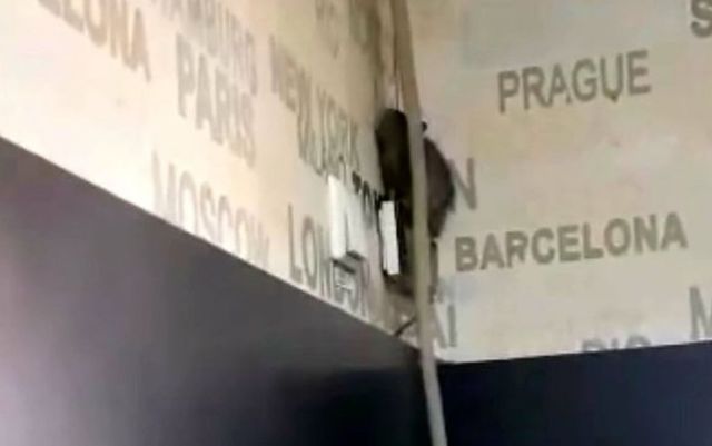 Șobolan filmat într-o cofetărie din Târgu Jiu cum urmărește clienții, de pe perete