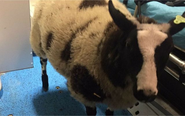 Un român a furat o oaie de la o grădină zoologică din Olanda, apoi a fost prins drogat la volan