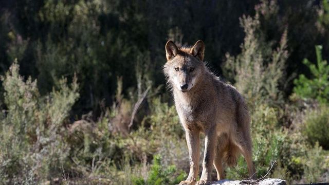 El Constitucional admite a trámite el recurso del Defensor del Pueblo por la desprotección del lobo