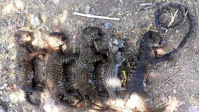 Bodies Of 5 Leopard Cubs, Burnt To Death, Found In Field In Pune District