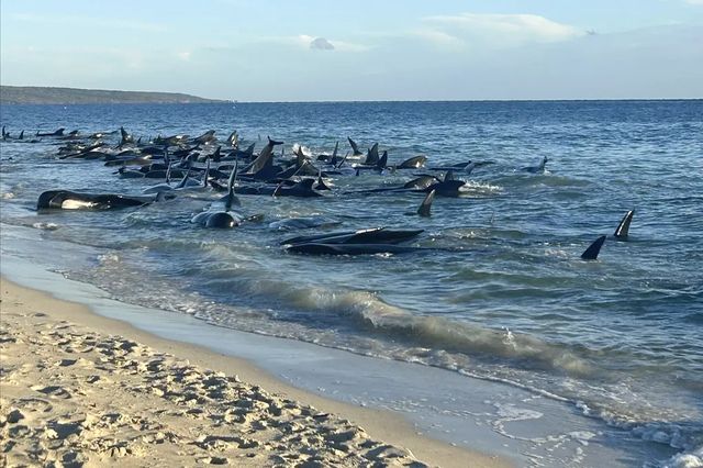 Peste 100 de balene au eșuat în Australia de Vest