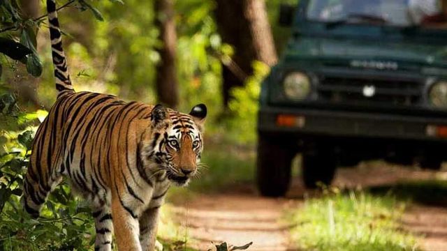 Supreme Court Bans Tiger Safari In Core Areas Of Jim Corbett National Park