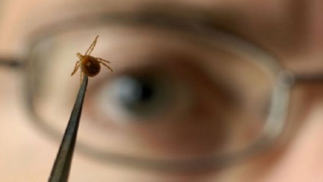 Atenție la căpușe! 3 copii, diagnosticați cu boala Lyme