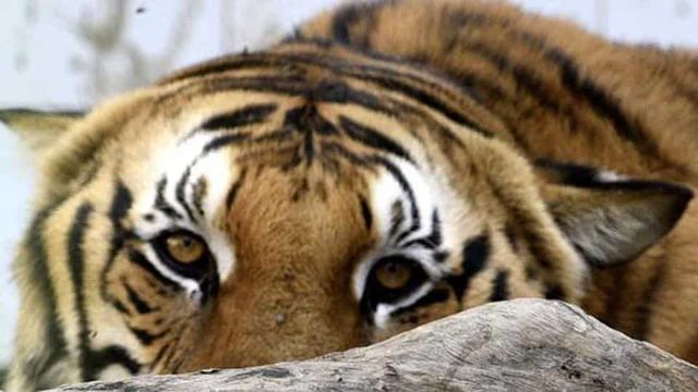 After 2 Dogs from Hong Kong, Tiger in New York Zoo Tests Positive for Coronavirus