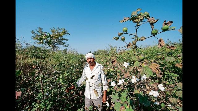 Duty-free cotton imports extended till end of the year