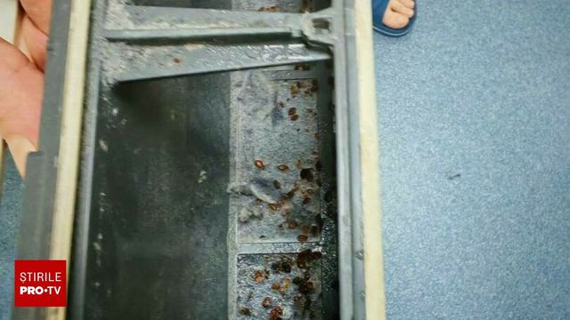 Polițiști mușcați de ploșnițe în sediile Poliției Capitalei. Zece persoane au ajuns la Urgență