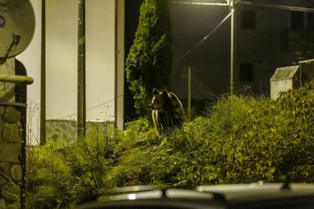 Urs pe o strada din Ploiesti, s-a emis Ro-Alert. Cum a ajuns animalul in oras?