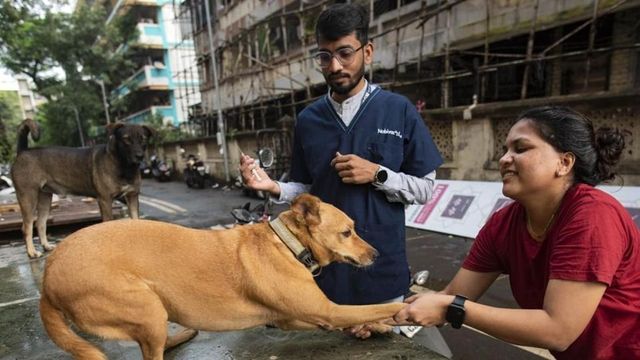 World Rabies Day 2023 Theme, History, Significance and Awareness Quotes