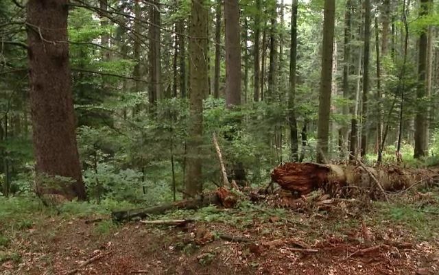 Prejudiciu uriaș creat de defrișări ilegale: peste 3.300 de copaci tăiați în Munții Rodnei