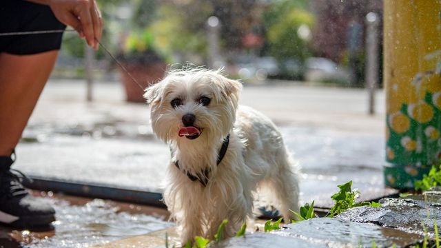 Szerdán megdőlt a budapesti melegrekord