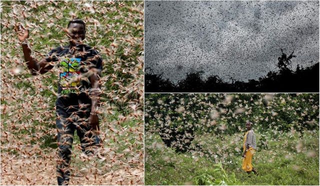 Imagini ca în filmele de groază, invazie de lăcuste filmată în Africa, s-a declarat stare de urgență
