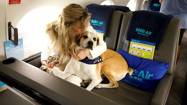 Animalele de companie, considerate „bagaje” în transportul aerian