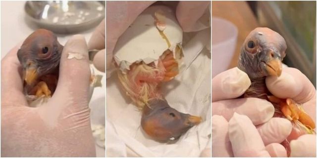 Al Bioparco di Roma è nato un raro avvoltoio Papa