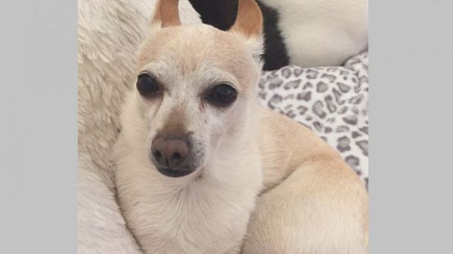 Un Chihuahua de 21 de ani este cel mai bătrîn cîine din lume