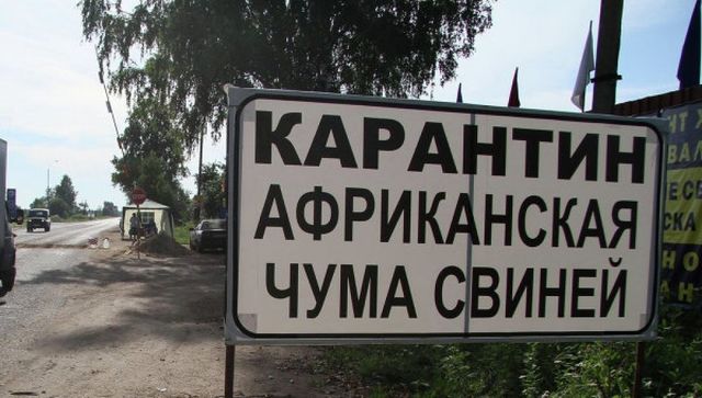 В Оргеевском районе выявили случай африканской чумы свиней