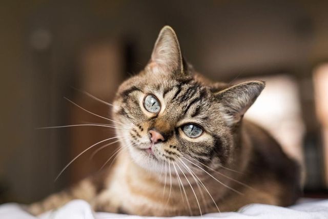 Antiviral Drug Used to Treat Cats May Also Work Against Covid-19, Say Scientists