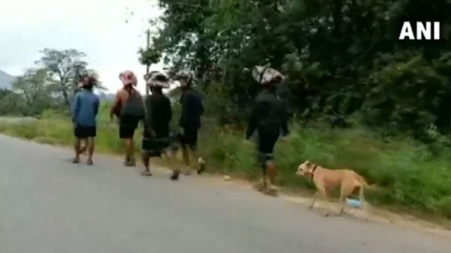 Watch | Stray Dog Follows 13 Devotees to Sabarimala, Walks 480 Kms and Counting