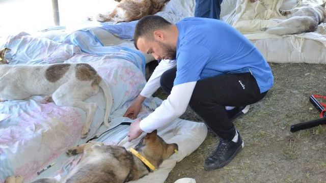 400 de câini vor fi sterilizați de veterinari americani veniți la Chișinău