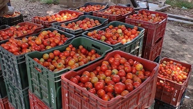 Truck Carrying Tomatoes Worth Rs 21 Lakh Goes Missing In Karnataka