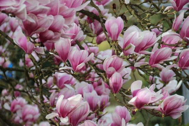 De Florii, mai mulți voluntari au plantat o alee de magnolii în Grădina Botanică