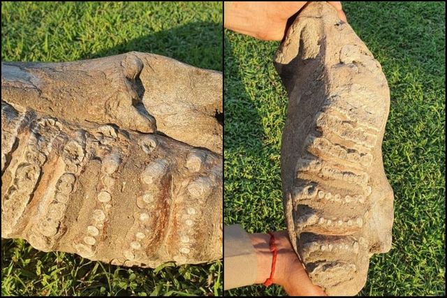 UP Officials Discover 5-Million-Years-Old Elephant Fossils While Scouting for New Tiger Reserve