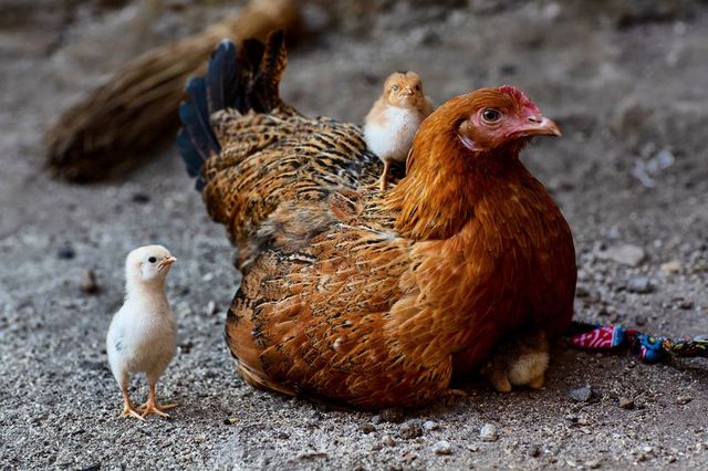 Carne de curcan provenită de la fermele cu gripă aviară din Ungaria, vândută și la Vaslui