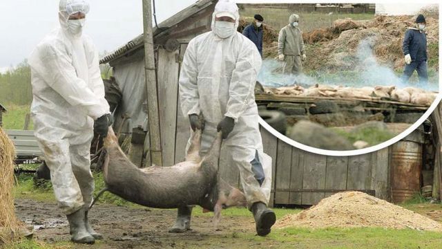 În apropiere de Lipcani a fost depistat un caz de pestă porcină africană