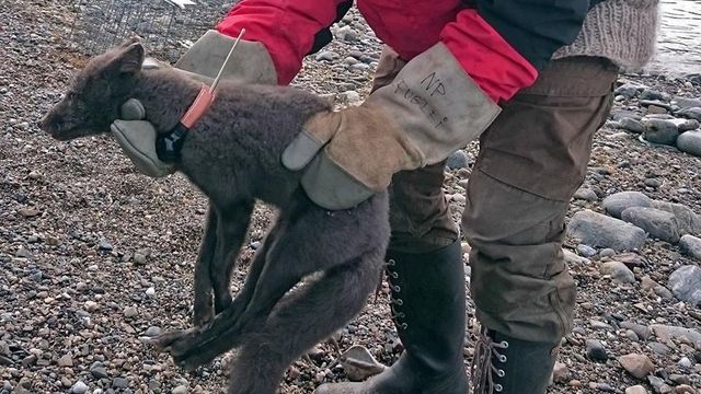 Полярная лисица из Норвегии поставила рекорд