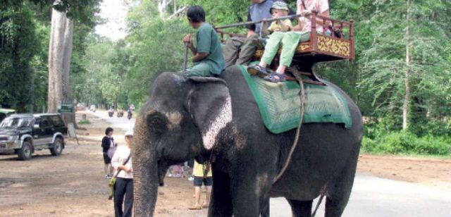 Un elefant a murit de epuizare în Sri Lanka după ce transportase mai multe grupuri de turiști