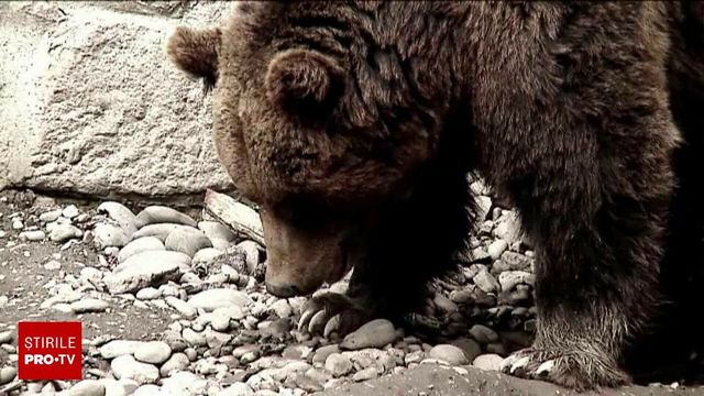 Un turist străin a fost mușcat de un urs pe care încerca să îl hrănească
