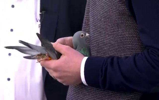 Un porumbel voiajor, vândut cu 1,25 de milioane de euro