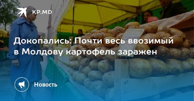 Абсолютное большинство импортируемого в Молдову картофеля заражено опасной бактерией