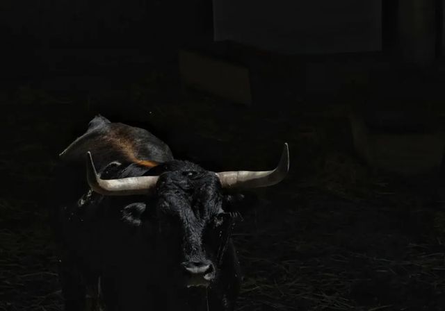 Pamplona aguarda a los imponentes Victoriano del Río