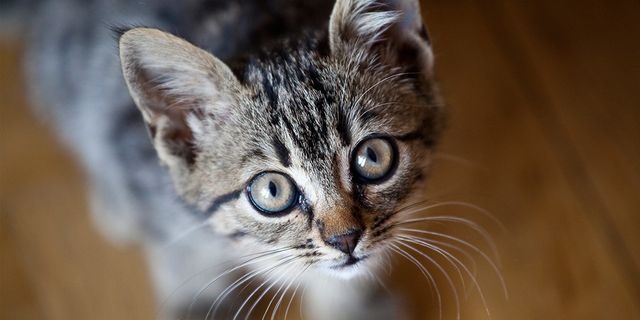 Primăria Chișinău va organiza sterilizarea gratuită a pisicilor comunitare