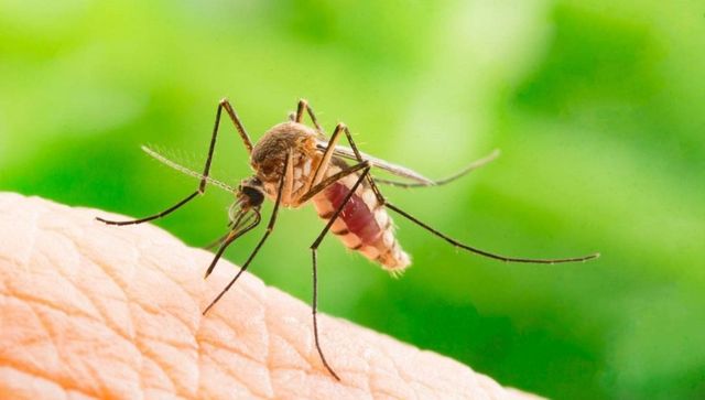 West Nile, prima vittima in Piemonte del virus delle zanzare