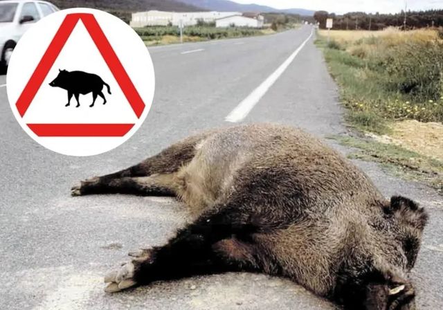 Los animales causaron en 2024 más de 36.000 siniestros de tráfico, un tercio del total de los accidentes