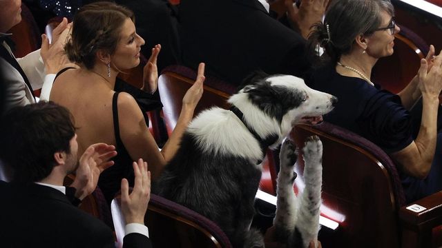 Giallo agli Oscar sul cane Messi, applaude in sala?