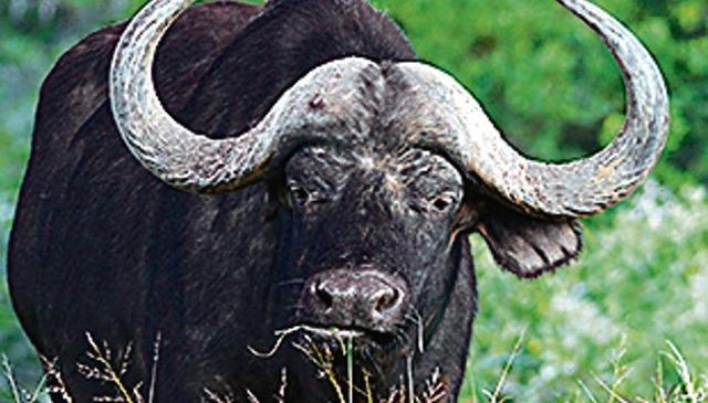 Delhi zoo’s last cape buffalo dies after consuming plastic bag, probe ordered