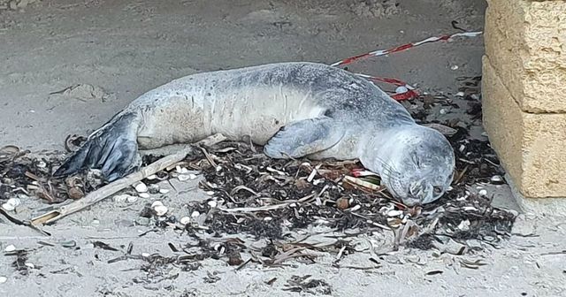 Cucciolo ferito di foca monaca trovato su una spiaggia di Brindisi