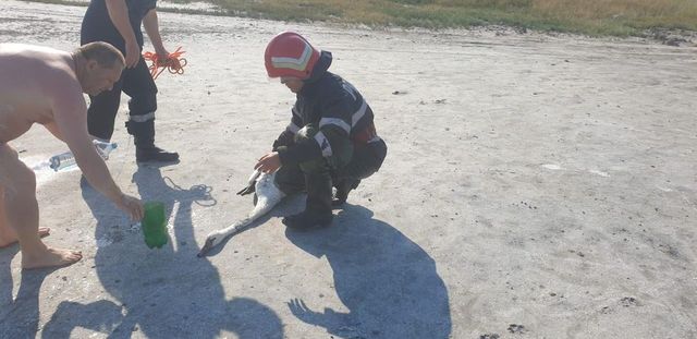 Pompierii din Brăila au intervenit pentru a salva o lebădă rămasă captivă în nămol