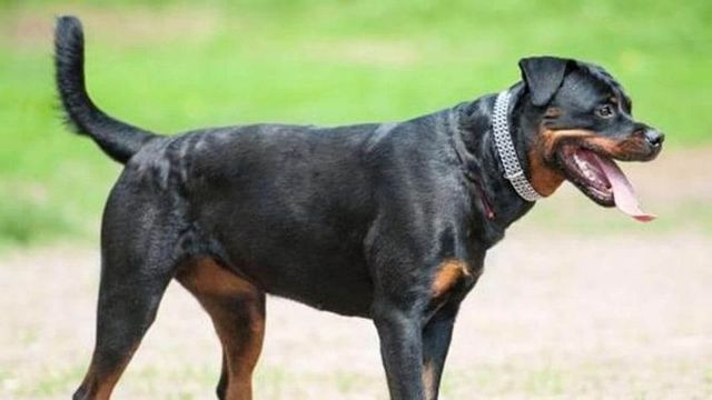 Karnataka high court nixes ban on 23 'ferocious' dog breeds, says stakeholders were not consulted
