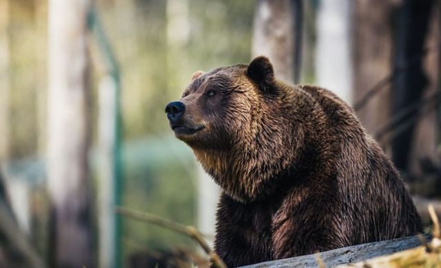 Bărbat atacat de urs la Vidra, județul Vrancea