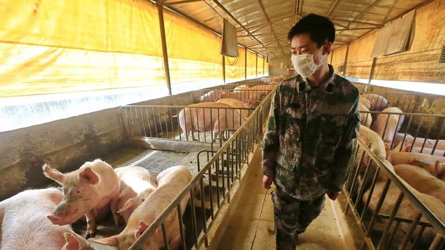 Emberre is veszélyes sertésinfluenza vírusát azonosították Kínában