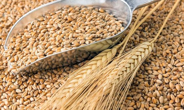 Președinția solicită prelungirea termenului de interdicție a exportului de grâu